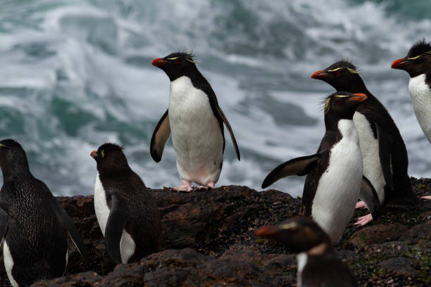 pinguim-roqueiro retornando do mar - sphenisciformes - fotografias e filmes do acervo