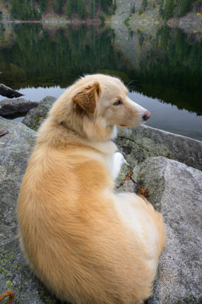 istock Fluffy dog laying down next to alpine lake 1217261145