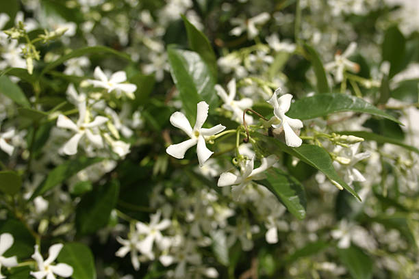 White Jasmine Flowers on Bush stock photo