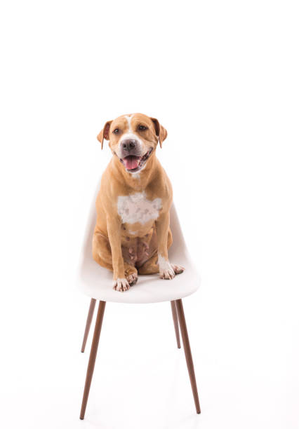istock Red and white pit bull sitting on chair on white background 1217261192