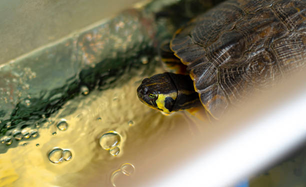 istock Water turtle in the water. 1217261276