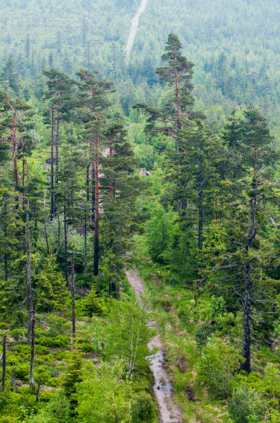 istock Scenic view of pine forest in spring 1217261350