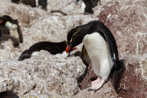 istock Full length Rockhopper penguin 1217261366