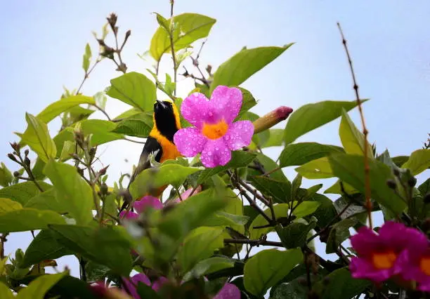 Photo of Male Hooded Oriole (Icterus cucullatus) on Royal Trumpet Vine (Disticus riversii)