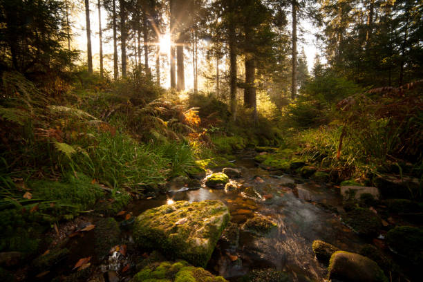istock Scenic view of lush rural landscape 1217261427