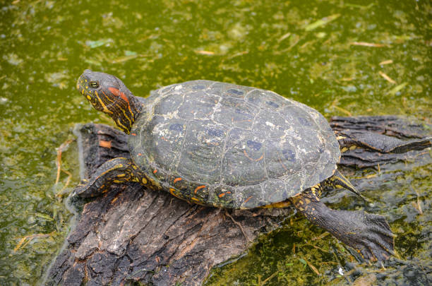 istock An Arrau Turtle resting and sunning itself on a log in the Amazon rainforest 1217261540