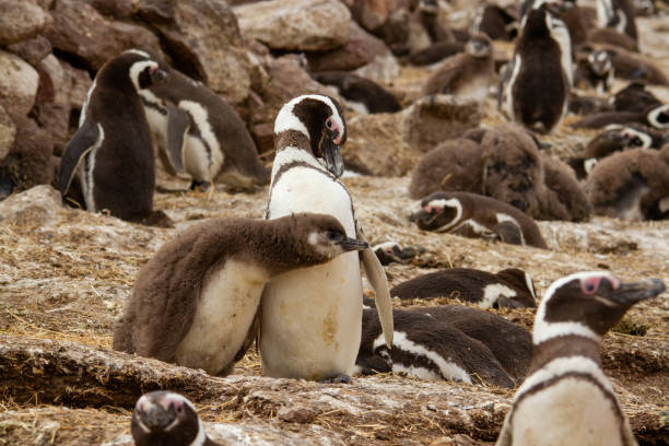 istock Magellanic Penguin colony 1217261626