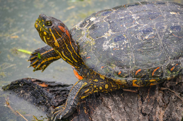 istock An Arrau Turtle resting and sunning itself on a log in the Amazon rainforest 1217261742