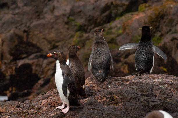 istock Rockhopper penguin returning from the sea 1217261802