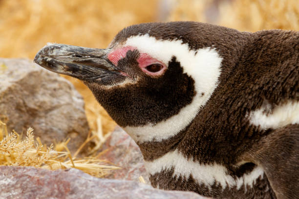 istock Head of penguin 1217261877