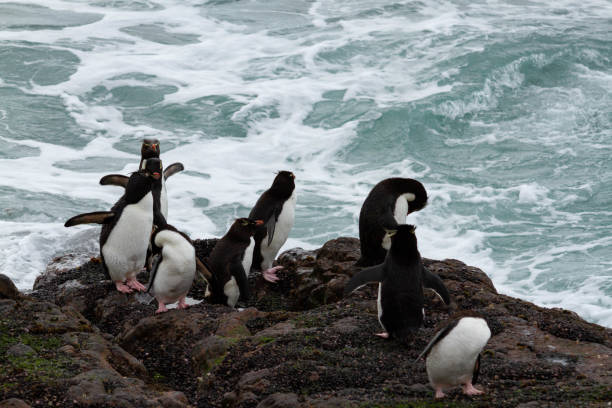 istock Rockhopper penguin returning from the sea 1217262713