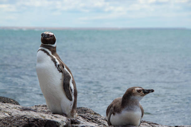 istock Adult and juvenile Magellanic Penguin 1217262765