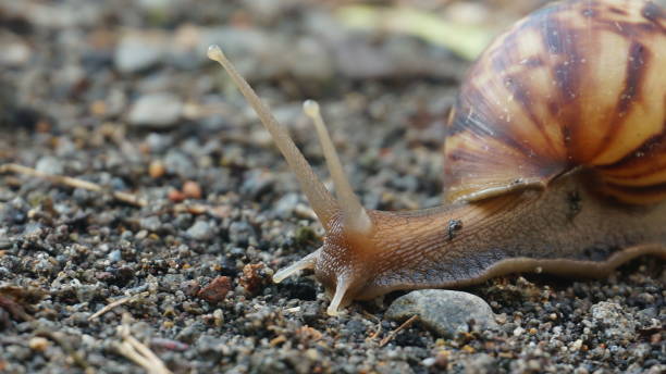 istock A brown snail walking slowly on the ground 1217265704