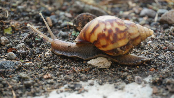 istock A brown snail walking slowly on the ground 1217266010