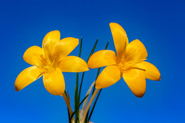istock Daffodils flowers close-up. 1217266345