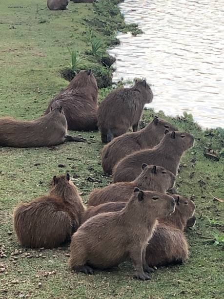 istock Capybaras by the lake 1217268038