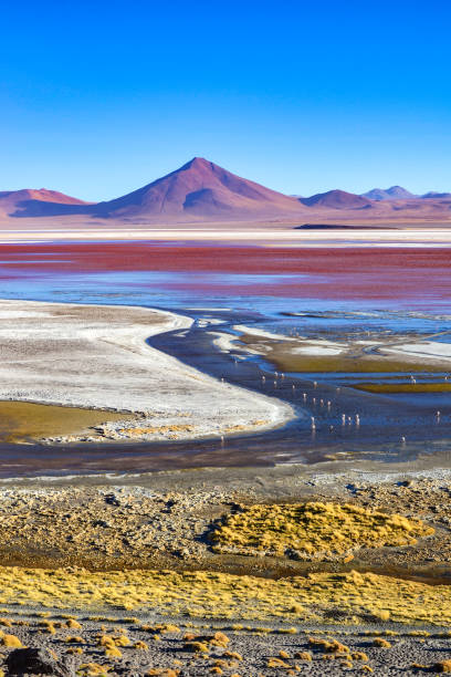 istock Laguna Colorada de Uyuni, Eduardo Avaroa Reserve, Bolivia 1217270965