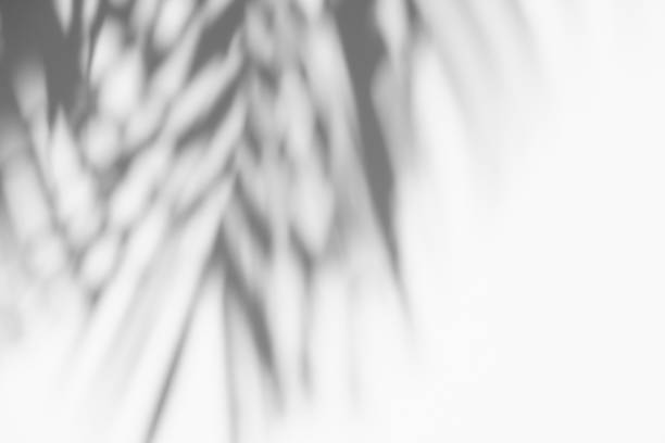 istock shadows palm leaves on a white wall. White and Black 1217271574