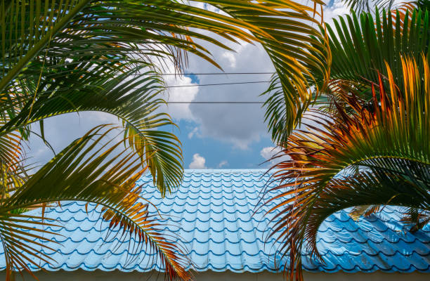 green and yellow palm leaf with blue sheet metal roofs and sky background.