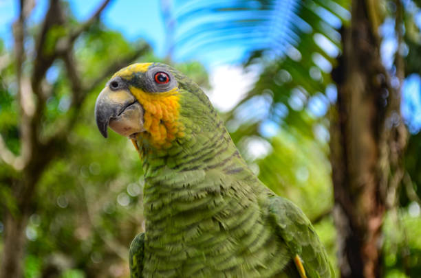 Colorful Macaw Plumage