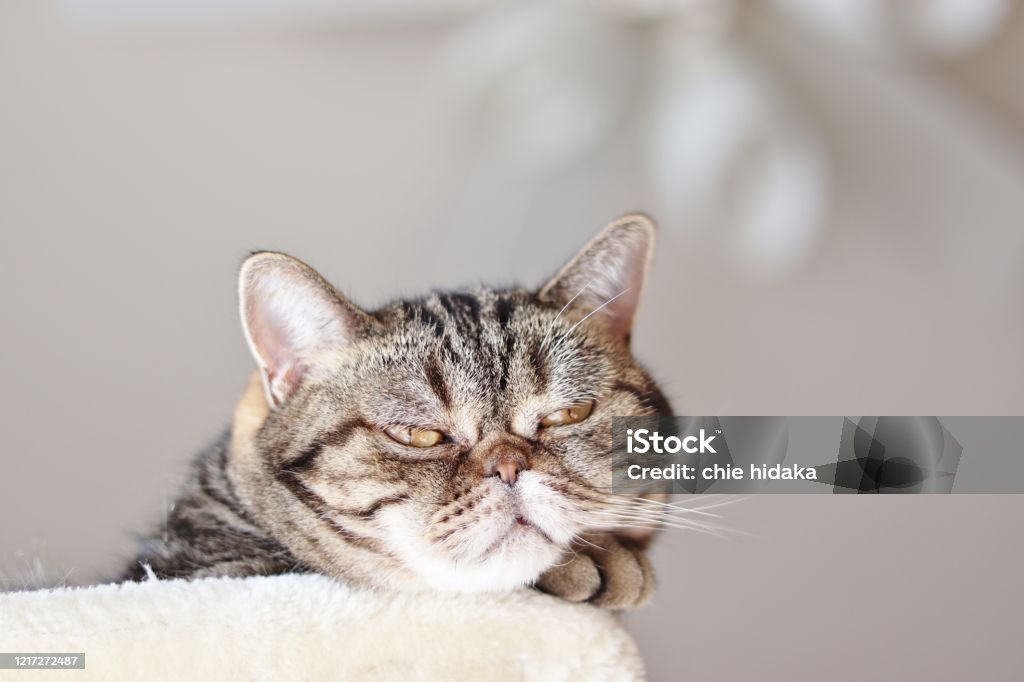 Grumpy Photo Cat With Grumpy Expression Stock Photo - Download Image Now - Boredom ...