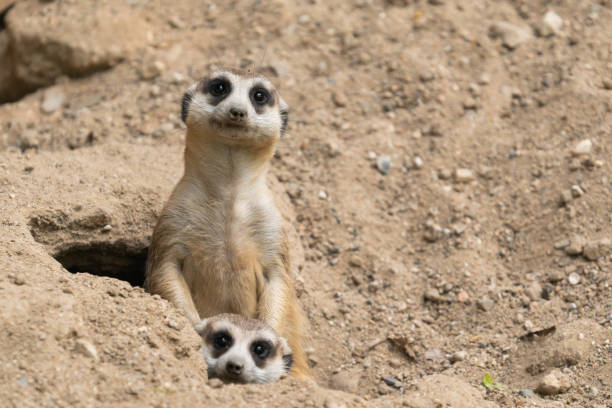 istock cute meerkat ( Suricata suricatta ) standing at cave entrance 1217272551