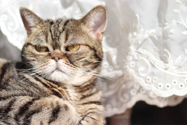 istock Cat relaxing in front of lace curtain. 1217273316