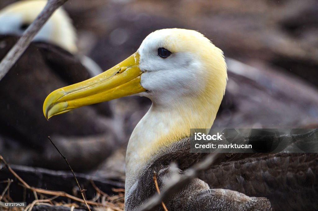 Waved Albatross (also known as Galapagos Albatross), in a nesting colony on Isla Española in the Galapagos Islands. The waved albatross, also known as Galapagos albatross, is the only member of the family Diomedeidae located in the tropics. When they forage, they follow a straight path to a single site off the coast of Peru, about 1,000 km to the east. Albatross Stock Photo