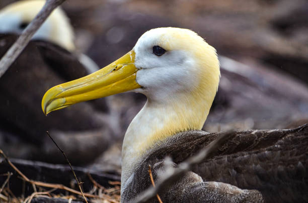 acenou albatroz (também conhecido como galápagos albatroz), em uma colônia de aninhamento na ilha española nas ilhas galápagos. - mating ritual - fotografias e filmes do acervo