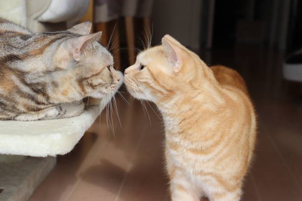 istock Cat kissing with his nose and greeting. 1217273456