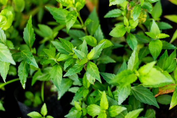 istock Orthosiphon aristatus green leaf 1217274043