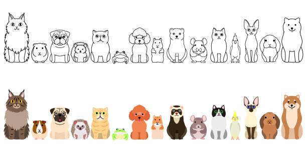 haustier-grenze-set, ganzkörper, große gruppe - dog group of animals variation in a row stock-grafiken, -clipart, -cartoons und -symbole