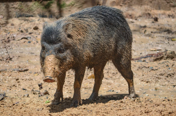 istock A Peccary walks through a forest in the Amazonian forests of Loreto, Peru 1217274133