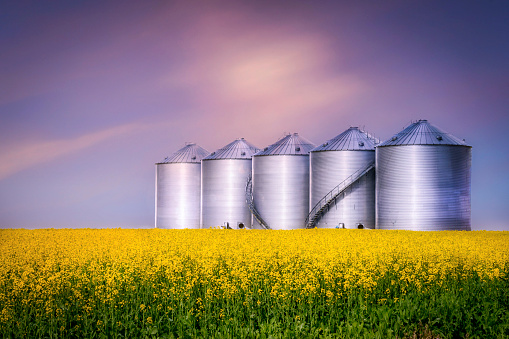 horizontal image of steel storage bins sitting in a yellow canola field on a farm in the early evening with a setting sun