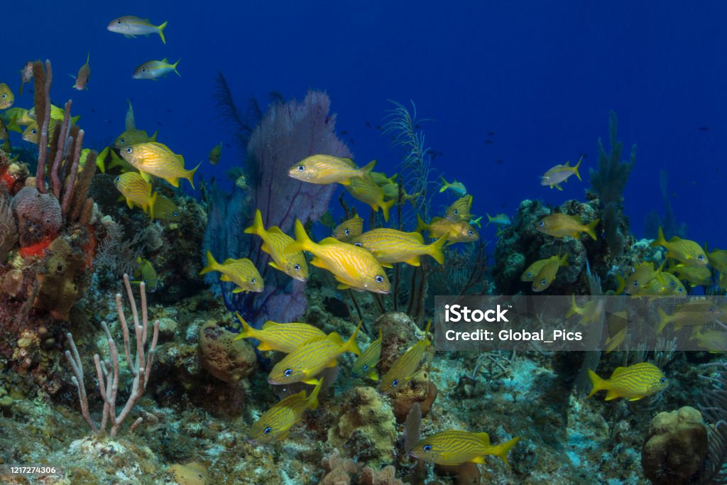Caribbean marine life with the French Grunt (Haemulon flavolineatum) View of the stunning Caribbean coral reef with the French Grunt (Haemulon flavolineatum) in Little Cayman, Cayman Islands Grunt Fish Stock Photo