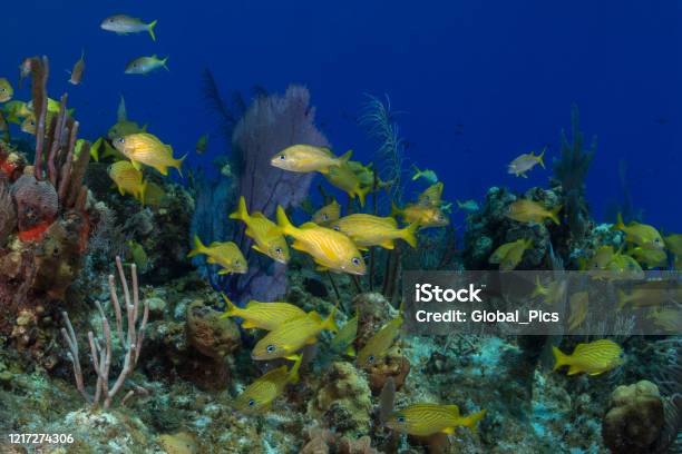 Caribbean Marine Life With The French Grunt Stock Photo - Download Image Now