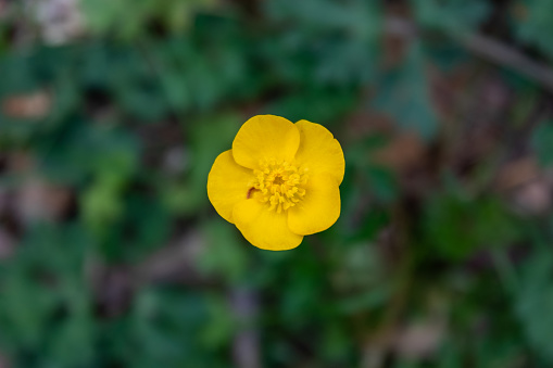 Small yellow buttercup with green grass