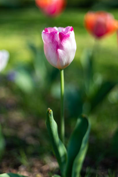 istock Pink and White Tulip 1217275087