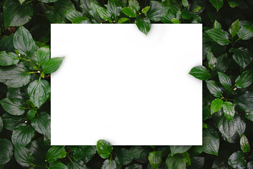 White paper card on flat lay green leaves texture top view background. Creative layout in nature concept. Copy space for your display or montage design.