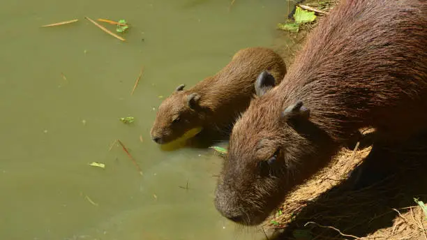 The capybara is a giant cavy rodent native to South America. It is the largest living rodent in the world. Also called Capivara, chigüire, chigüiro and carpincho, it is a member of the genus Hydrochoerus, of which the only other extant member is the lesser capybara.
