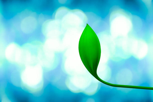 istock Fantastic green flower with soft blue light bokeh background 1217281173