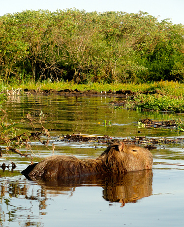 The capybara is a giant cavy rodent native to South America. It is the largest living rodent in the world. Also called Capivara, chigüire, chigüiro and carpincho, it is a member of the genus Hydrochoerus, of which the only other extant member is the lesser capybara.