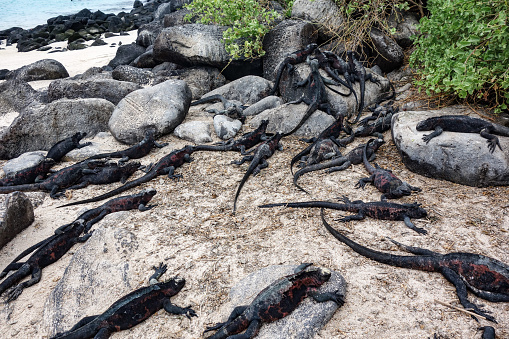 The marine iguana, also known as the sea iguana, saltwater iguana, or Galápagos marine iguana, is a species of iguana found only on the Galápagos Islands that has the ability, unique among modern lizards, to forage in the sea, making it a marine reptile.