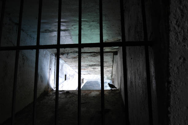 istock Pigeons in the cage 1217284355