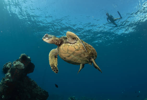 istock Green sea turtle in Hawaii 1217285332