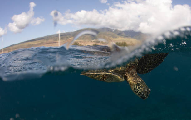 istock Green sea turtle in Hawaii 1217285396