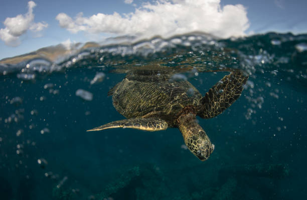 istock Green sea turtle in Hawaii 1217285411