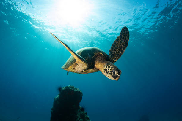 istock Green sea turtle in Hawaii 1217285455