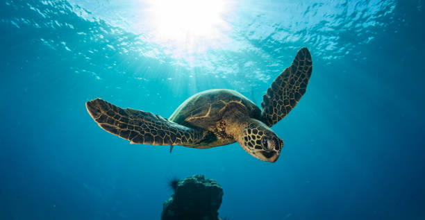 istock Green sea turtle in Hawaii 1217285540