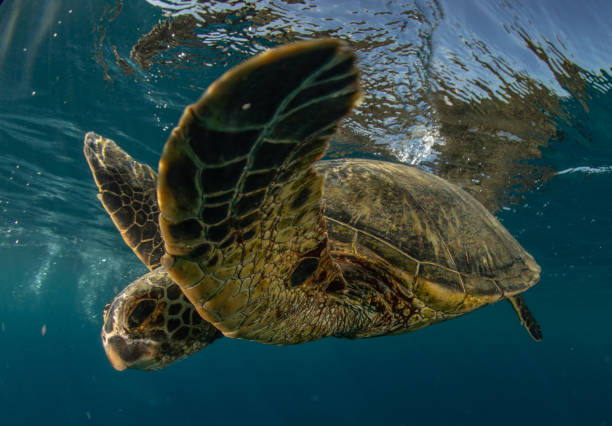 istock Green sea turtle in Hawaii 1217285563